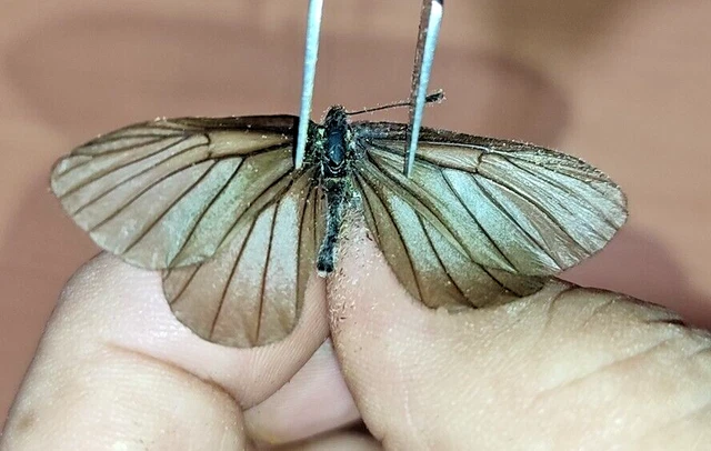 LEPIDOPTERA RIODINIDAE Riodininae specie      N°A230    FROM Loreto Region PERU