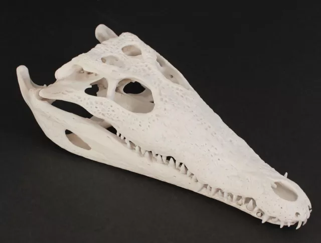 Krokodil Schädel Crocodylus niloticus crocodile skull 28 cm echtes Präparat 2130