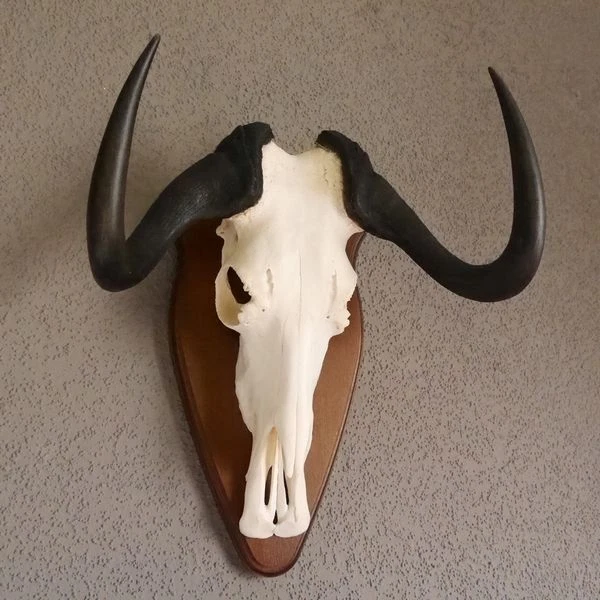 Gnu Weißschwanzgnu Antílope África Trofeo de Calavera Taxidermy Ancho 42cm