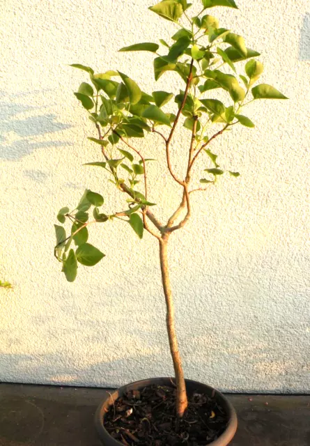 Bonsai Outdoor Flieder Fliederbaum weiß, Syringa H 60 cm