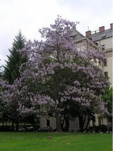 Royal Paulownia- Empress Tree- 25 Seeds- BOGO 50% off SALE