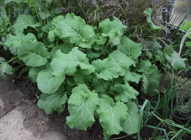 Kale Hungry Gap 200 Seeds Rare Frost Hardy, Sow May-Aug, Late Cropper Feb/April!
