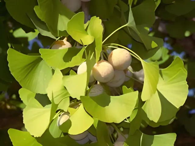 Semillas de Ginkgo Biloba