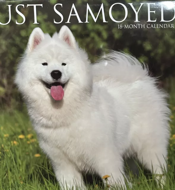 Just Samoyeds 2024 Large Square Wall Calendar. New And Sealed.