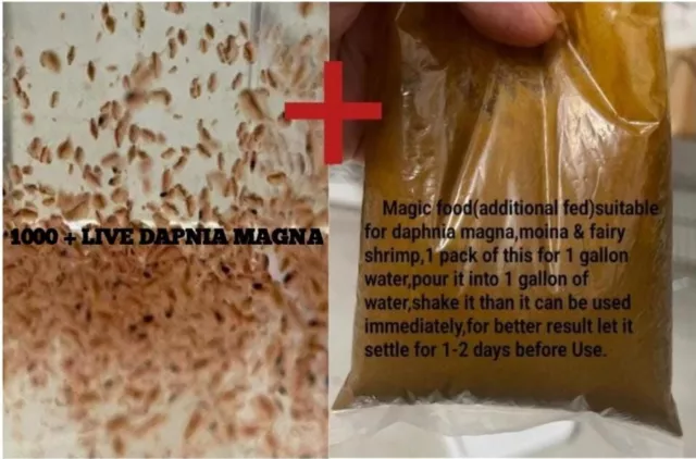 Daphnia Magna Kit, 1000+live Daphnia & Magic Food To Make 1 Gallon Supply