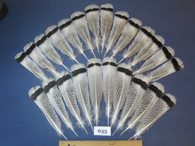 24 pcs  Turkey Tail Feathers, Fly tying, Saltwater fish,Hat Feathers (635)