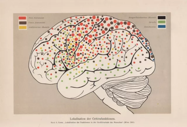 Lokalisation der Gehirnfunktionen Sprache Obere Extremität LITHOGRAPHIE von 1911