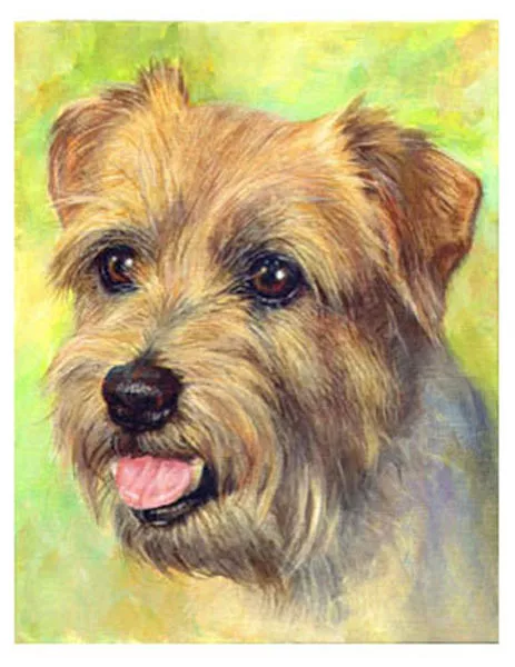 artav Norfolk Terrier Art Print of Original Acrylic