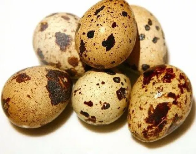 12 Wachtel Eier Bruteier von schweren Französische Mastwachteln Bruteier