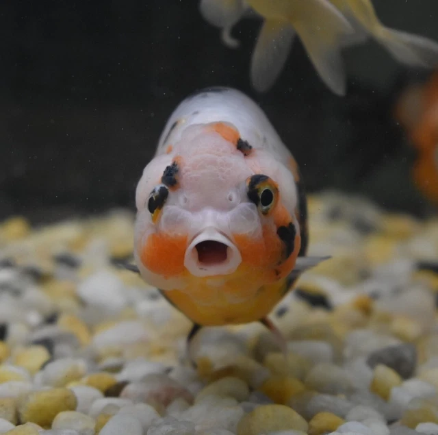 Live Calico Ranchu Fancy Goldfish (4" Freshwater Aquarium Fish) *PLS READ DESCR* 5