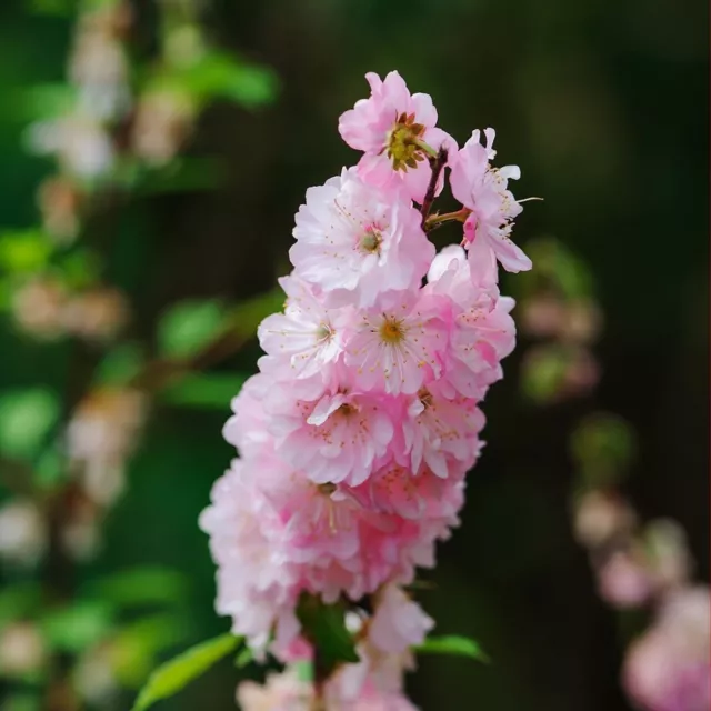 LARKSPUR IMPERIAL ROSE QUEEN 65+ Seeds Grow FLOWERS