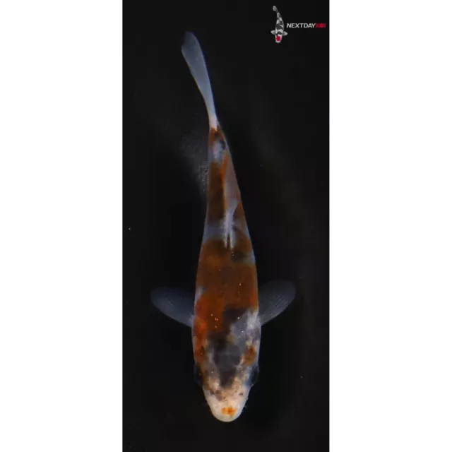 3" GOROMO Koi live fish standard fin nextdaykoi NDK