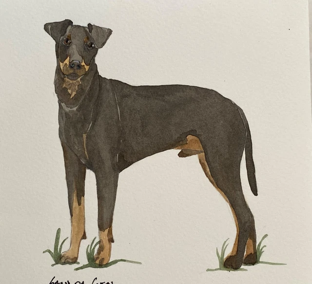 Manchester Terrier Original Watercolor by  Sandra Coen Standing in Grass