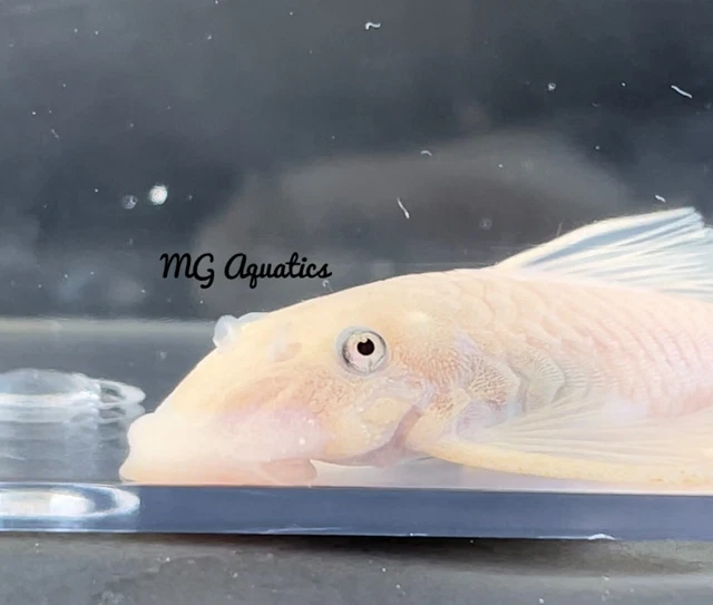 Snow White Bristlenose Pleco Unsexed 2.5 Inch- 2.75 Inch