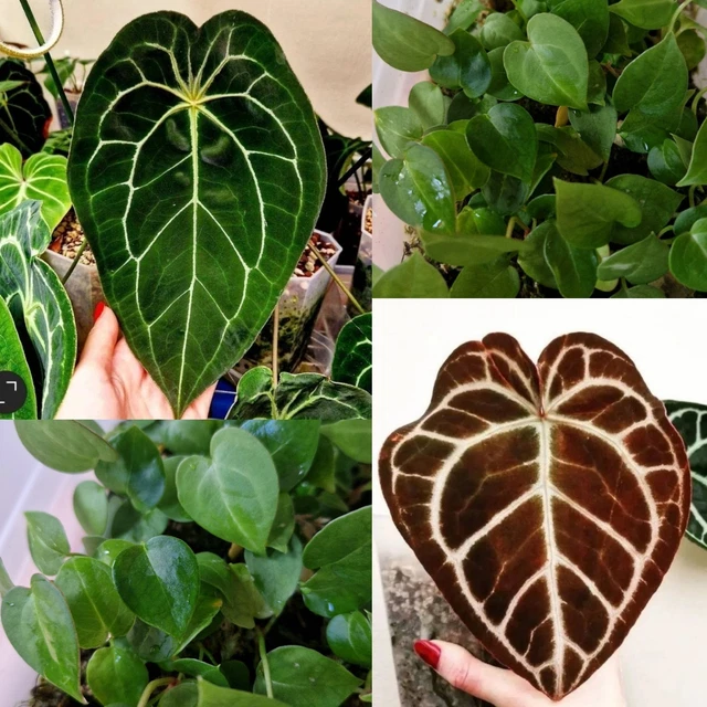 ANTHURIUM VELVET MASK X X Red Crystallinum X Besseae Hybrid Seedling Rare  Aroid 19.89 - PicClick UK