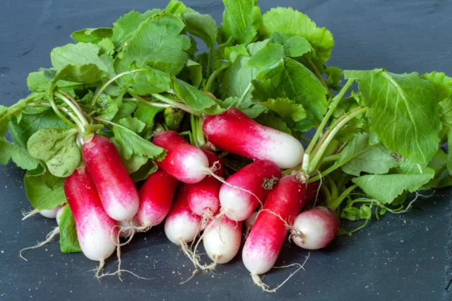 1000 Samen Radieschen Rot Weiß Flamboyant 3  French Breakfast  Gemüse Vegetable