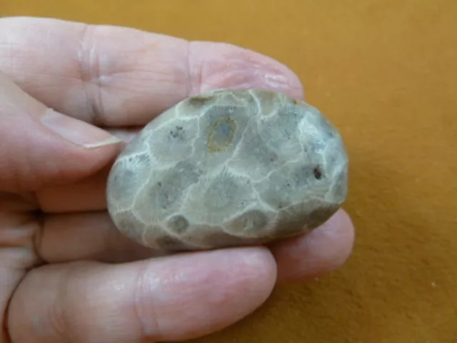 (F831-230) 1-3/4" unpolished Petoskey stone ANCIENT coral specimen MI state rock