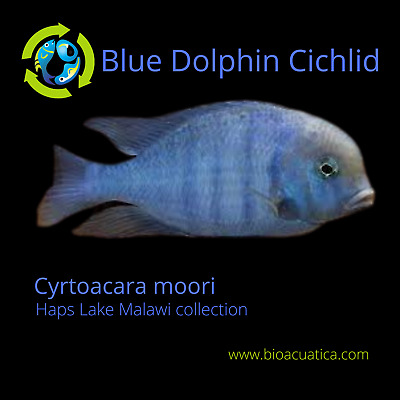 COLORFUL BLUE DOLPHIN CICHLID 2 INCHES UNSEXED (Cyrtocara moorii)