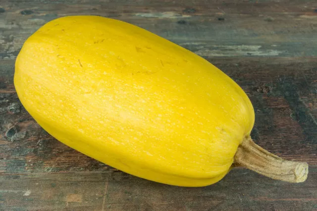 15 Graines non traitées de COURGE SPAGHETTI  Cucurbita Pepo - Légume ancien