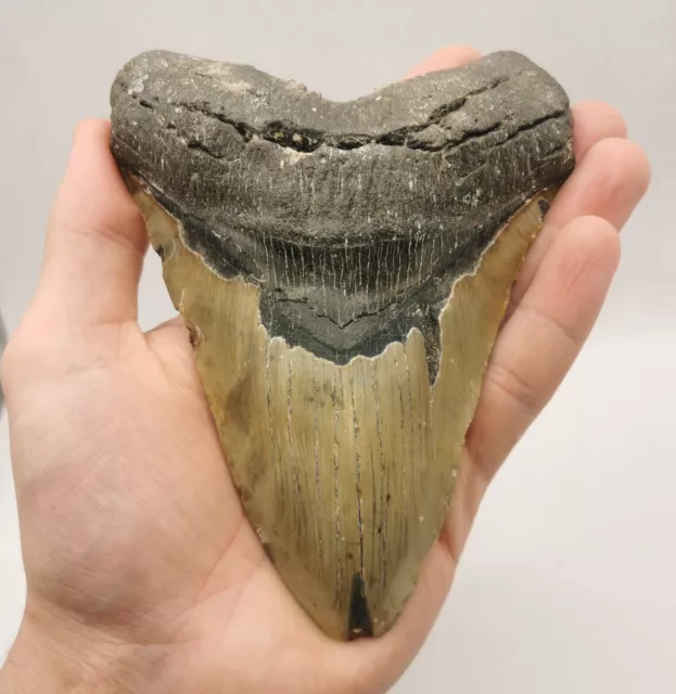 Monster ! Megalodon Haizahn ! 14,9 cm Kantenlänge ! Hai Zahn Fossil USA