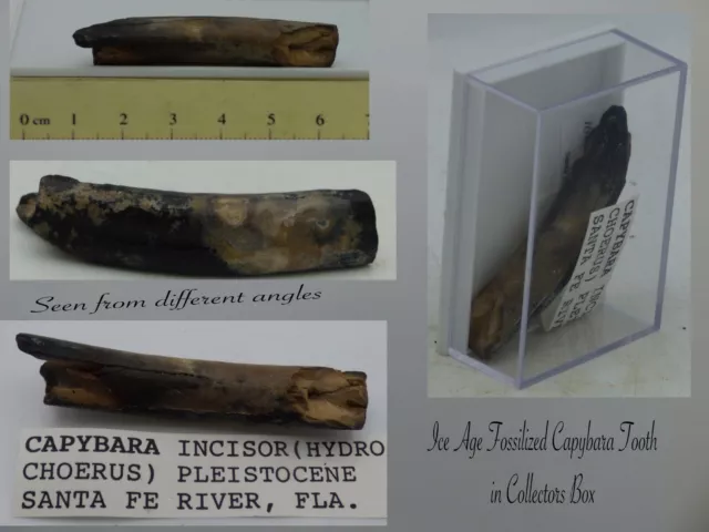 Fossil Tooth Capybara Hydrochoerus  Ice Age Pleistocene USA  in  Collectors Box