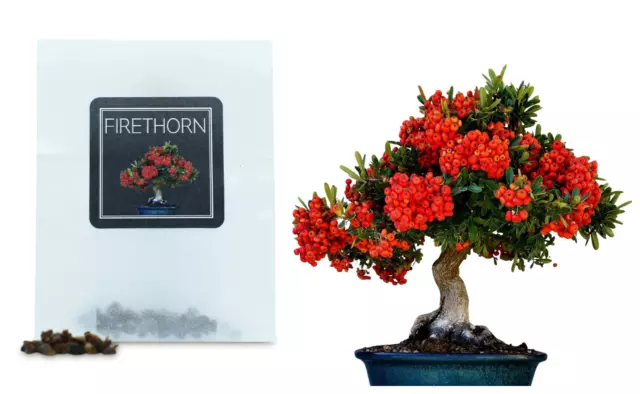 30 Firethorn Tree Bonsai Seeds | Grow Your Own Bonsai Tree | Beginners Gift