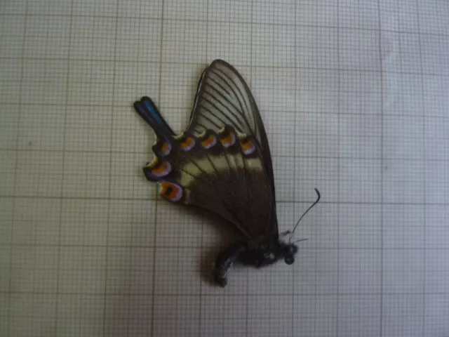 Papilionidae   Papilio maackii   chine   (NOV  2023)