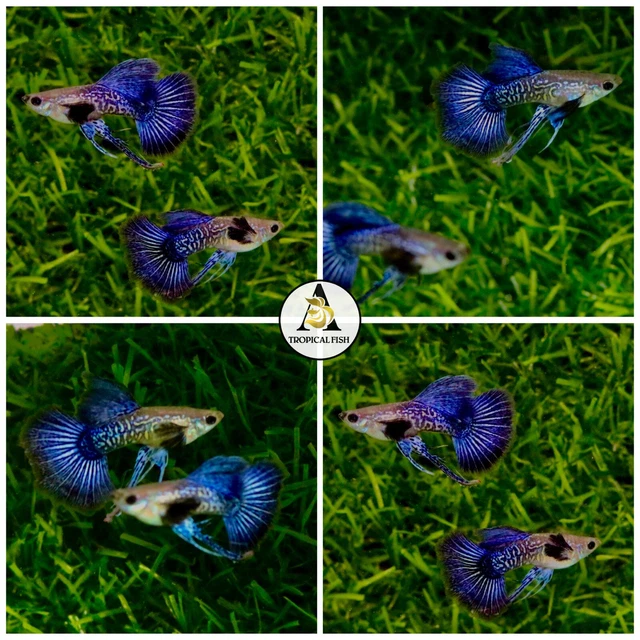 1 Pair- Blue Dragon Ribbon IndoLive Guppy Fish - High Quality VIP