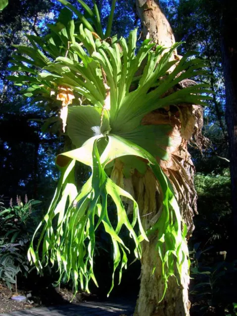 Platycerium Superbum * Giant Australian Staghorn Fern * 10 Tiny Seeds *