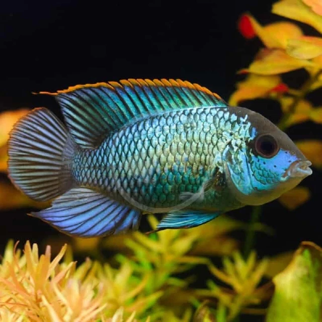 Electric Blue Acara 2” LIVE FRESHWATER FISH SOUTH AMERICAN CICHLID - Grade A!