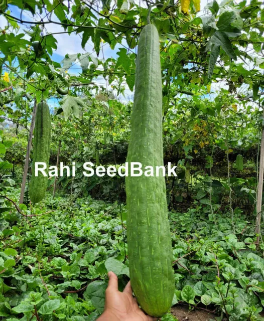 Smooth Luffa Asian Giant Dhondol Turai Sebot Patola Grows1.2 Metre Long 5 Seeds