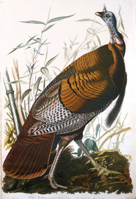 John James Audubon "Wild Turkey, Male " american bird portrait nature plummage