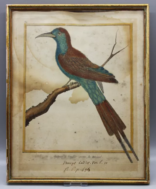 Original Kupferstich Vogel Comte de Buffon Histoire naturelle um 1775