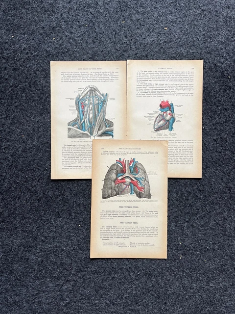 ORIGINAL 1913 ANATOMY Pages of Human Body, Anatomy Physiology Textbook ...
