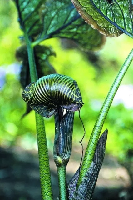 Arisaema griffithii tuber Aroid Corm