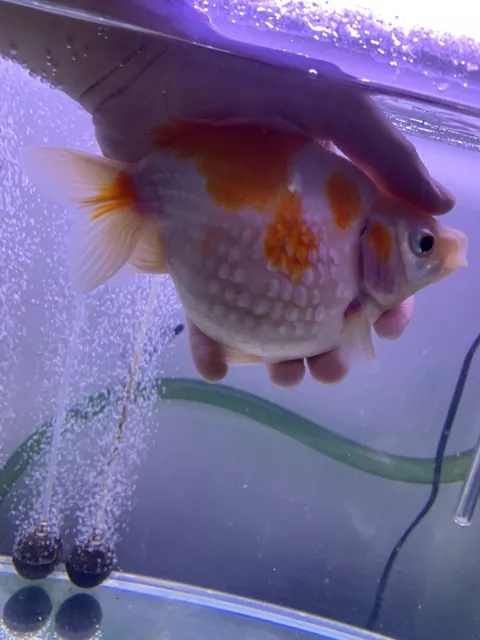 LARGE Red White Pearscale Live Goldfish Female, 5.5" Super High Quality