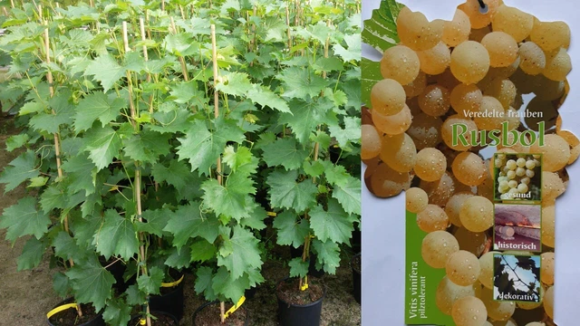 Vitis vinifera Rusbol Weinrebe Tafeltraube Wein Weintraube Winzersorte