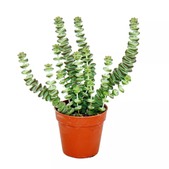 Sukkulente - Crassula Hottentot - Felsen-Dickblatt -  im 5,5cm Topf