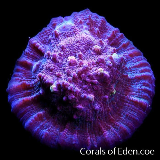 CORALS OF EDEN ~ Lightening Strike Chalice Coral Frag - Live Coral for Sale~ LPS