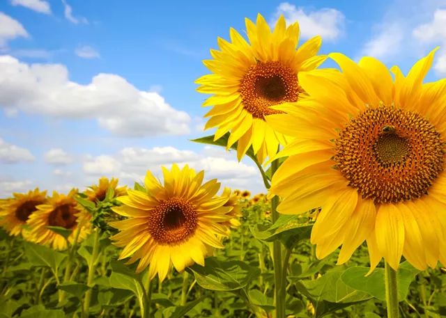 100 SEMI DI GIRASOLE GIGANTE SUNFLOWER SEEDS-Helianthus annuus