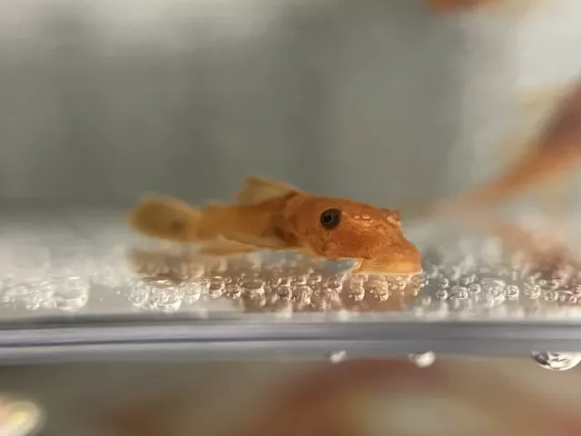 SUPER RED Bristlenose Pleco Plecostomus 1.5 inch+ (4 Pack) -2 BLOODLINES! LIVE!
