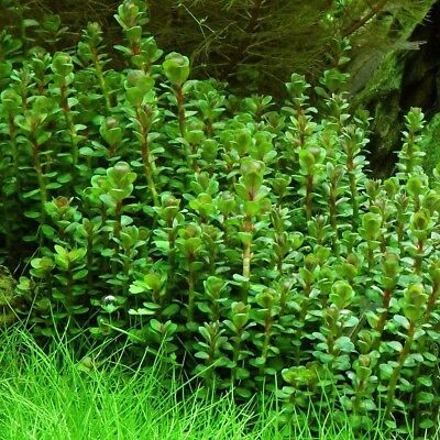 rotala indica  forme emmerse plante facile