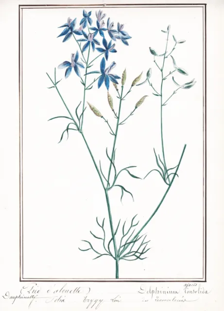 Delphinium Ajacis Pied D Alouette Fleurs Botany Botanique Aquarelle Drawing 1830