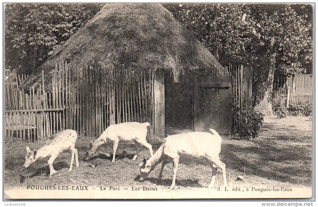 58 POUGUES LES EAUX --- the park - the deer