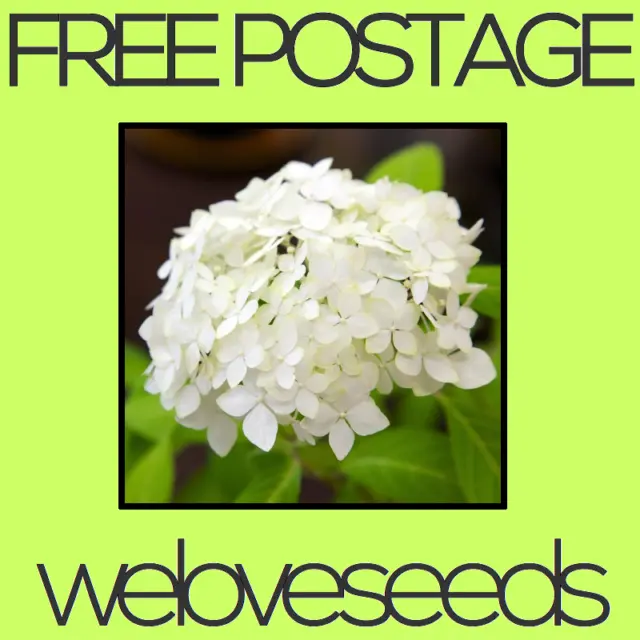 LOCAL AUSSIE STOCK - White Hydrangea, Hortensia Flower Seeds ~5x FREE SHIPPING