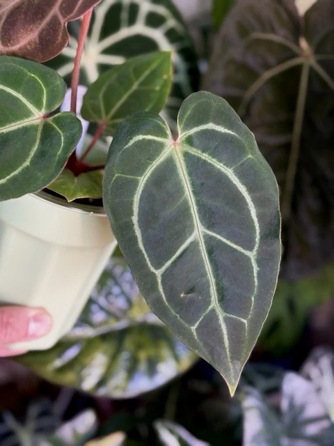 ANTHURIUM RED CRYSTALLINUM Tezula x Carlablackiae NSE £60.00