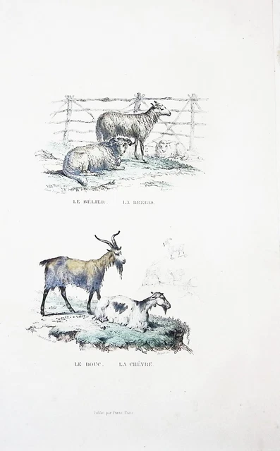 Lithographie Colorise Ma L Main  Tire De Buffon 1834 Belier - Brebis Bouc-Chevre