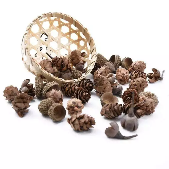 Paquete de 60 vainas de semillas secas para decoraciones hágalo usted mismo - decoración navideña - floristería 2