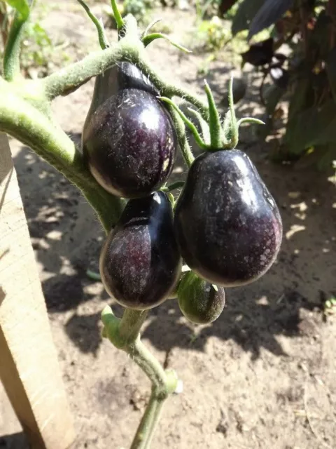 Blue Keyes Tomato - Pear Tomato - 5+ Seeds - Semillas - Graines - Samen - P 024