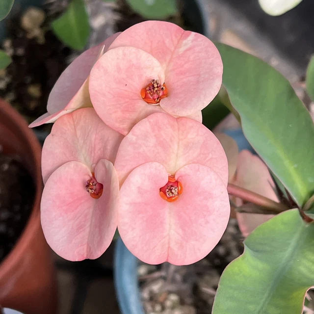 EUPHORBIA MILII-THAI HYBRID Crown of Thorns- " Angel's Blessing" EUR 42 ...